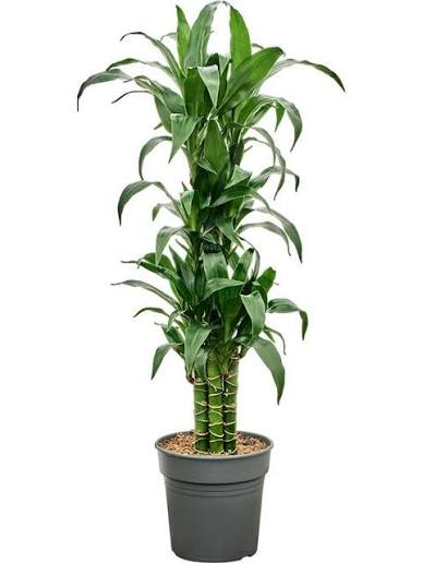 BLACK BEAUTY DRACAENA 10in