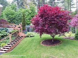 BLOODGOOD JAPANESE MAPLE 5gal