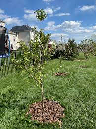 ELBERTA PEACH TREE 10gal