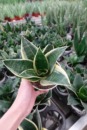 JADE PAGODA SNAKE PLANT 4in