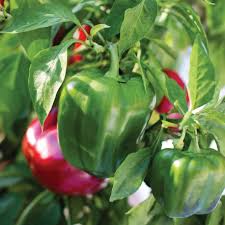 PEPPER 4in