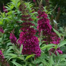 FUNKY FUCHSIA BUTTERFLY BUSH 3gal