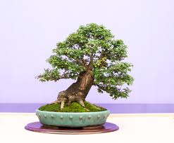 JACQUELINE HILLIER ELM 3gal
