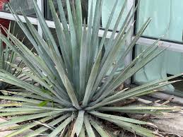 LECHUGUILLA AGAVE 1gal
