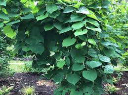 VANILLA TWIST WEEPING REDBUD TREE 5gal