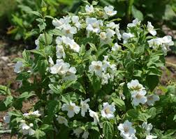 MOCK ORANGE 3gal