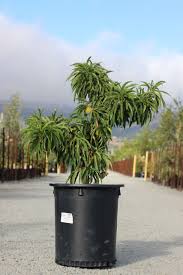 BONANZA PEACH TREE DWARF 10gal
