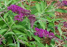 SUMMER BIRD MAGENTA BUTTERFLY BUSH 1gal