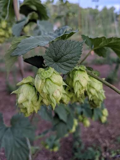 Zeus Hops (Humulus lupulus ‘Zeus’) - 1 gallon