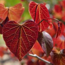 FOREST PANSY REDBUD TREE 5gal