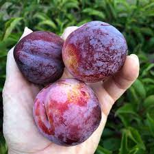 SATSUMA PLUM TREE 7gal