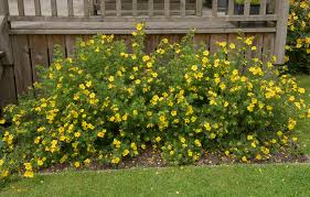 GOLDFINGER POTENTILLA 1gal