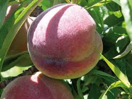 BONANZA PEACH TREE DWARF 7gal
