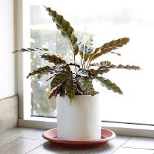 TERRACOTTA PLASTIC SAUCER 14"
