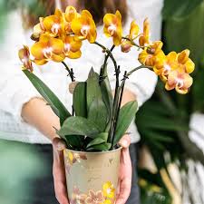 ORCHID BARK POTTING SOIL 4qt