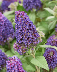 LITTLE ROCKSTARS PURPLE BUTTERFLY BUSH 1gal