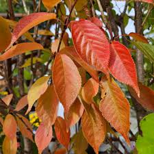 KWANZAN FLOWERING CHERRY TREE 10gal