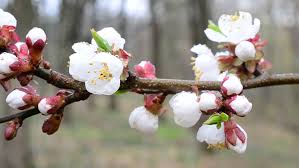 TILTON APRICOT TREE 7gal