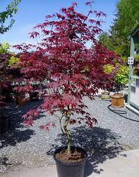 BLOODGOOD JAPANESE MAPLE 5gal