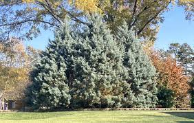 BLUE ICE ARIZONA CYPRESS 10gal