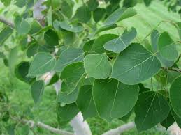 QUAKING ASPEN TREE SINGLE 7gal