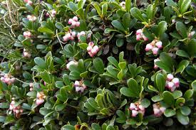 KINNIKINNICK MANZANITA 1gal