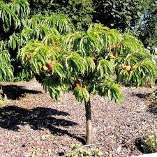 BONANZA PEACH TREE DWARF 10gal
