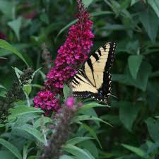 FUNKY FUCHSIA BUTTERFLY BUSH 3gal