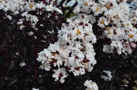 CRYSTALLINE CRAPE MYRTLE 2gal