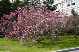 RUSTICA RUBRA MAGNOLIA TREE 7gal