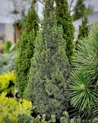 DILLY WHITE ALBERTA SPRUCE