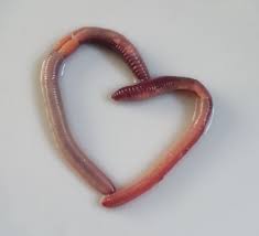 EARTHWORMS