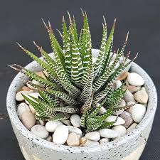 Zebra Haworthia