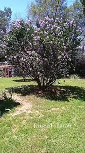 CHATEAU VERSAILLES ROSE OF SHARON 2gal