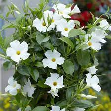 MADINIA WHITE MANDEVILLA LITTLE ONE