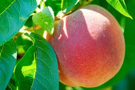 BONANZA PEACH TREE DWARF 10gal