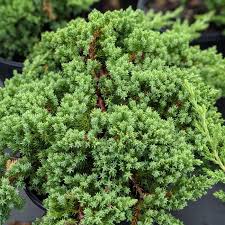 JAPANESE GARDEN JUNIPER TOPIARY 2gal