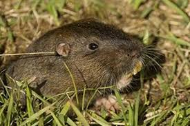 GOPHER BAIT with ZINC 1lb
