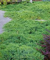 JAPANESE GARDEN JUNIPER TOPIARY 2gal
