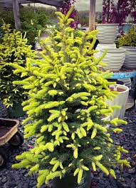 SPARKLER GOLD SPRUCE 10gal
