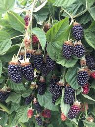 COLUMBIA STAR THORNLESS BLACKBERRY 1gal