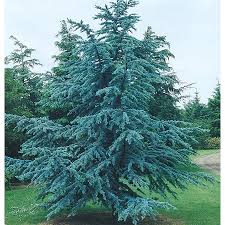 BLUE ATLAS CEDAR 10gal