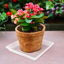 CLEAR PLASTIC SAUCER SQUARE 12in