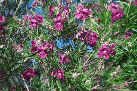 BURGUNDY DESERT WILLOW TREE 15gal