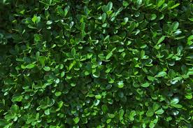 NewGen Freedom® Boxwood (Buxus newgen 'Freedom') - 2 gallon 10"