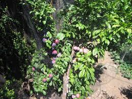ELEPHANT HEART PLUM TREE 7gal