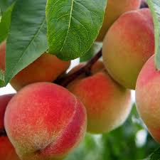 BONANZA PEACH TREE DWARF 7gal