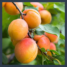 BLENHEIM APRICOT TREE 5gal