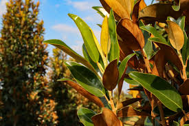 ALTA SOUTHERN MAGNOLIA 5gal