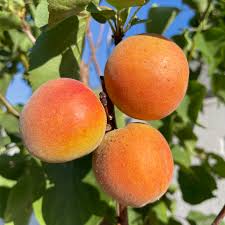 BLENHEIM APRICOT TREE 5gal